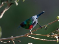 Shining Sunbird (Cinnyris habessinicus habessinicus)