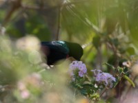 Shining Sunbird (Cinnyris habessinicus habessinicus)