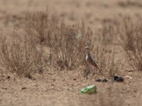 Somali Courser (Cursorius somalensis somalensis)