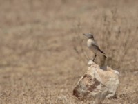 Isabelline Wheatear (Oenanthe isabellina)