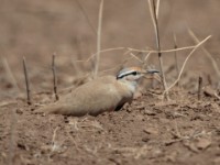 Somali Courser (Cursorius somalensis somalensis)