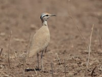 Somali Courser (Cursorius somalensis somalensis)