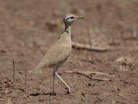 Somali Courser (Cursorius somalensis somalensis)