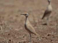 Somali Courser (Cursorius somalensis somalensis)