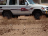 Somali Courser (Cursorius somalensis somalensis)