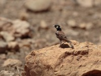 Chestnut-backed Sparrow-Lark (Eremopterix leucotis leucotis)