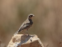 Chestnut-backed Sparrow-Lark (Eremopterix leucotis leucotis)