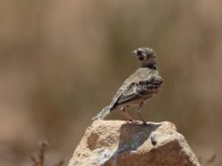 Chestnut-backed Sparrow-Lark (Eremopterix leucotis leucotis)