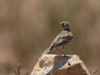 Chestnut-backed Sparrow-Lark (Eremopterix leucotis leucotis)
