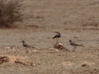 Black-winged Lapwing (Vanellus melanopterus melanopterus)