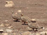 Chestnut-bellied Sandgrouse (Pterocles exustus ellioti)