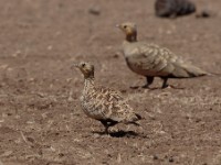 Chestnut-bellied Sandgrouse (Pterocles exustus ellioti)