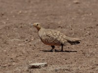 Chestnut-bellied Sandgrouse (Pterocles exustus ellioti)