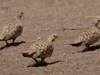 Chestnut-bellied Sandgrouse (Pterocles exustus ellioti)