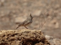 Thekla Lark (Galerida theklae harrarensis)