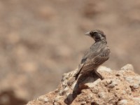 Chestnut-backed Sparrow-Lark (Eremopterix leucotis leucotis)