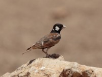 Chestnut-backed Sparrow-Lark (Eremopterix leucotis leucotis)