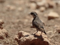 Chestnut-backed Sparrow-Lark (Eremopterix leucotis leucotis)