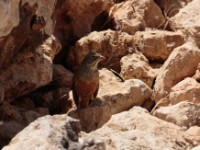 Ortolan Bunting (Emberiza hortulana)