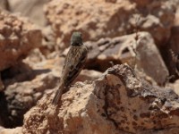 Ortolan Bunting (Emberiza hortulana)