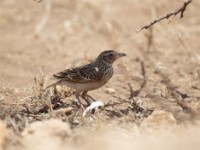 Somali Short-toed Lark (Alaudala somalica perconfusa)