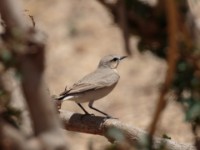 Isabelline Wheatear (Oenanthe isabellina)