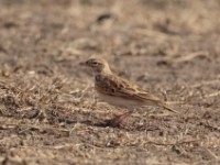 Somali Short-toed Lark (Alaudala somalica perconfusa)