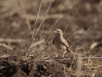 Somali Short-toed Lark (Alaudala somalica perconfusa)