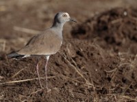 Black-winged Lapwing (Vanellus melanopterus melanopterus)