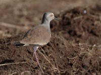 Black-winged Lapwing (Vanellus melanopterus melanopterus)