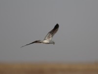 Montagu's Harrier (Circus pygargus)