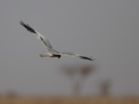 Montagu's Harrier (Circus pygargus)