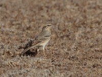 Tawny Pipit (Anthus campestris)