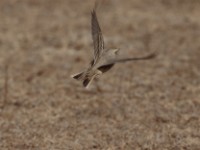 Tawny Pipit (Anthus campestris)