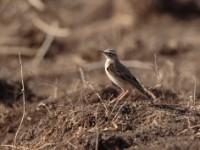 African Pipit (Anthus cinnamomeus annae)