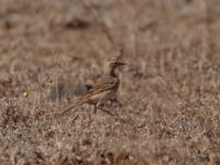 African Pipit (Anthus cinnamomeus annae)