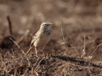 African Pipit (Anthus cinnamomeus annae)