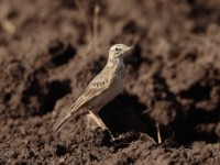 African Pipit (Anthus cinnamomeus annae)