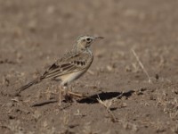 African Pipit (Anthus cinnamomeus annae)