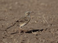 African Pipit (Anthus cinnamomeus annae)