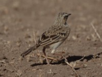 African Pipit (Anthus cinnamomeus annae)