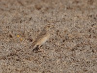 African Pipit (Anthus cinnamomeus annae)