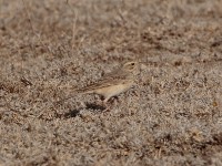 African Pipit (Anthus cinnamomeus annae)