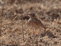 Somali Short-toed Lark (Alaudala somalica perconfusa)