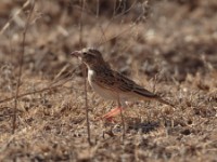 Somali Short-toed Lark (Alaudala somalica perconfusa)