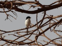 Somali Fiscal (Lanius somalicus)