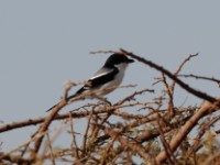 Somali Fiscal (Lanius somalicus)