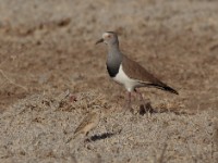 Black-winged Lapwing (Vanellus melanopterus melanopterus)