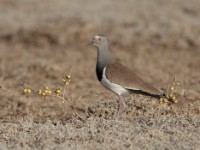 Black-winged Lapwing (Vanellus melanopterus melanopterus)