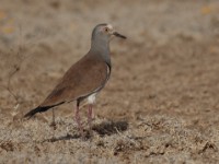 Black-winged Lapwing (Vanellus melanopterus melanopterus)